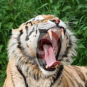 Gaping Tiger