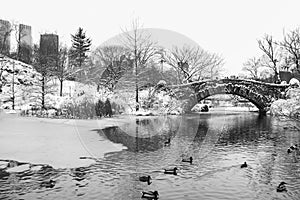 Gapstow bridge and duck in the icy lake in black and white style