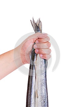 Gar fish. Man's hand holding a fish, background.