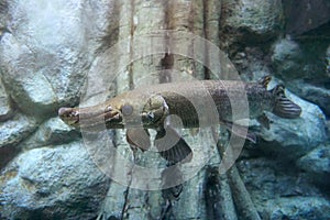 Gar fish swimming in the aquarium.