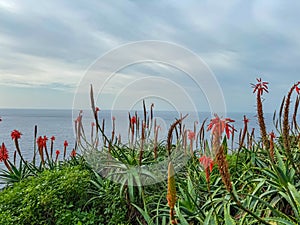 Garajau - Scenic view of aloe vera flowers against idyllic blue sky in Garajau, Madeira island, Portugal, Europe
