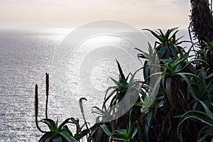 Garajau - Silhouette of aloe vera flowers against blue sky in Garajau, Madeira island, Portugal, Europe