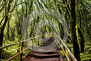 Garajonay park on La Gomera island photo