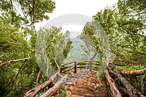 Garajonay park on La Gomera island photo