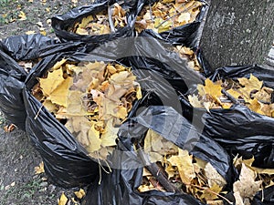 garbage bags of raked autumn yellow maple leaves in a park