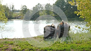 Garbage bags on the river bank