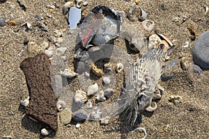 Garbage on a beach, dead fish