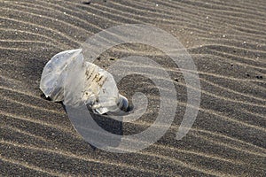 Garbage on a beach, PET bottle