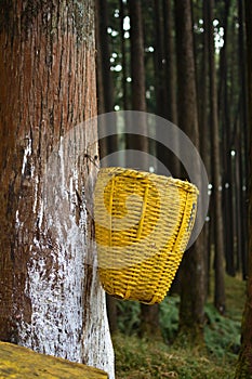 Garbage cans in a forested area. Recycling bin in park for protect environment. Pollution free environment Thames