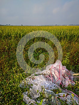 Garbage on the edge of rice field photo