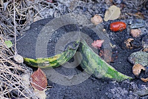 Garbage from green pieces of watermelon in black ash