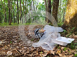 Garbage littering the forest. photo