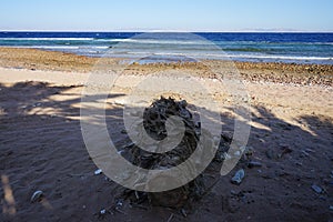 Garbage near the trunk of a palm tree in a resting place on the Red Sea coast in the Gulf of Aqaba. Dahab, South Sinai Governorate