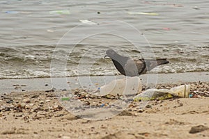 Garbage and pollution on a beach in Rio de Janeiro