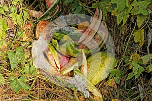 Garbage on a raw green pieces watermelon peels