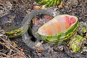 Garbage on a raw green pieces watermelon peels