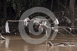 The Garbage in river stream after Waterflood.