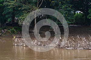 The Garbage in river stream after Waterflood.