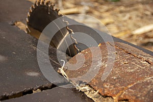 garbage at a sawmill. A circular saw is sawing a wooden piece. tree processing