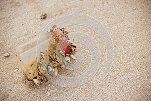 Garbage in the sea affecting marine lives