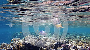 garbage in the sea. Plastic pollution of the sea. used, plastic bags slowly drifting over the coral reef, underwater, in