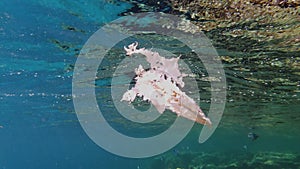 garbage in the sea. Plastic pollution of the sea. used, white plastic bag slowly drifting over the coral reef