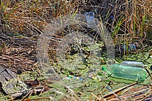 Garbage on the shore of the reservoir, plastic waste pollutes the river biotope. Frog in the garbage and Lemna