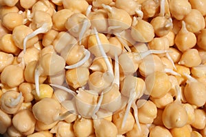 Garbanzo Beans Sprouting photo