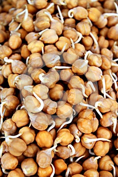 Garbanzo Sprouts