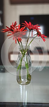 Garbera flower in glass pot at my home