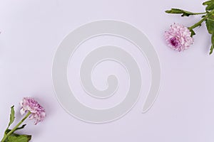 Garbera flowers flat lay over purple background with copy space