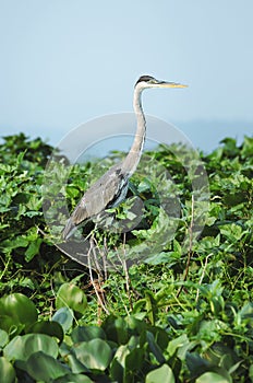 Garca-Moura bird on the top of a tree over the green foliage photo