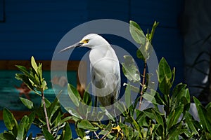 Garceta NÃ­vea. Nivea egret, is a heron species. (Ardeidae) photo