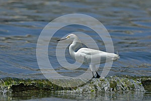 Garceta nÃÂ­vea Egretta thula photo