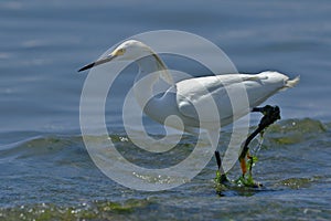 Garceta nÃÂ­vea Egretta thula photo