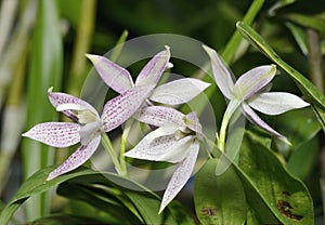 Garcia's Prostechea Orchid