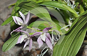 Garcia's Prostechea Orchid