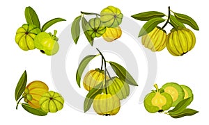 Garcinia Cambogia Fruit Looking Like Small Green Pumpkin Vector Set