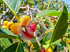 Garcinia cowa, an evergreen trees and shrubs usually found across tropical forest