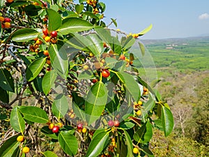 Garcinia cowa, an evergreen trees and shrubs usually found across tropical forest