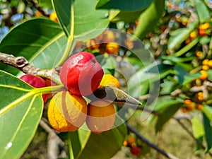 Garcinia cowa, an evergreen trees and shrubs usually found across tropical forest