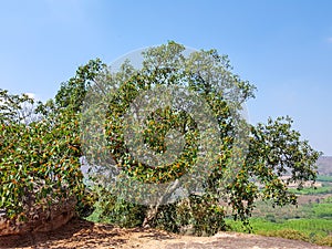 Garcinia cowa, an evergreen trees and shrubs usually found across tropical forest