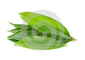 .Garcinia cowa roxb leaves  local thai plant. fresh leaf use for cooking known as chamaung in thai