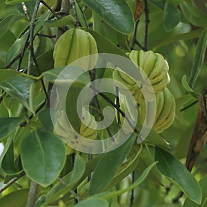 Garcinia gummi-gutta known as Garcinia cambogia as well as brindleberry, Malabar tamarind and pot tamarind