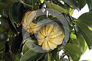 Garcinia gummi-gutta names include Garcinia cambogia, as well as brindleberry