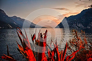 garda lake in the evening with sunset, cliff, mountains and red lighted agaves and plants