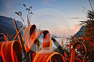 garda lake in the evening with sunset, cliff, mountains and red lighted agaves and plants