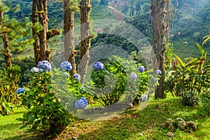 Gardden with Hydrangea hortensia near Boquete, Pana