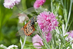 Garden Acraea Acraea horta butterfly