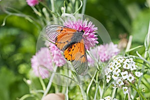 A Garden Acraea Acraea horta butterfly